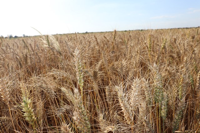 Pesquisa usa fragmento de DNA de planta selvagem para combater brusone do trigo