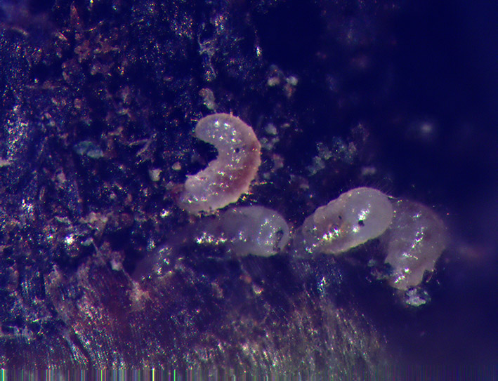 Larvas da broca-do-café no interior da semente de café