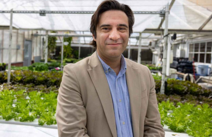 Estudo revisa ganhos genéticos no rendimento do trigo