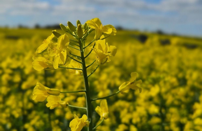 Canola e sorgo despontam como alternativas no centro-sul do RS