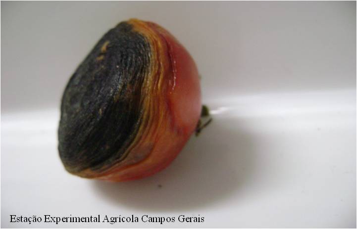 Fruto de tomateiro severamente afetado pela incidência de Alternaria solani.