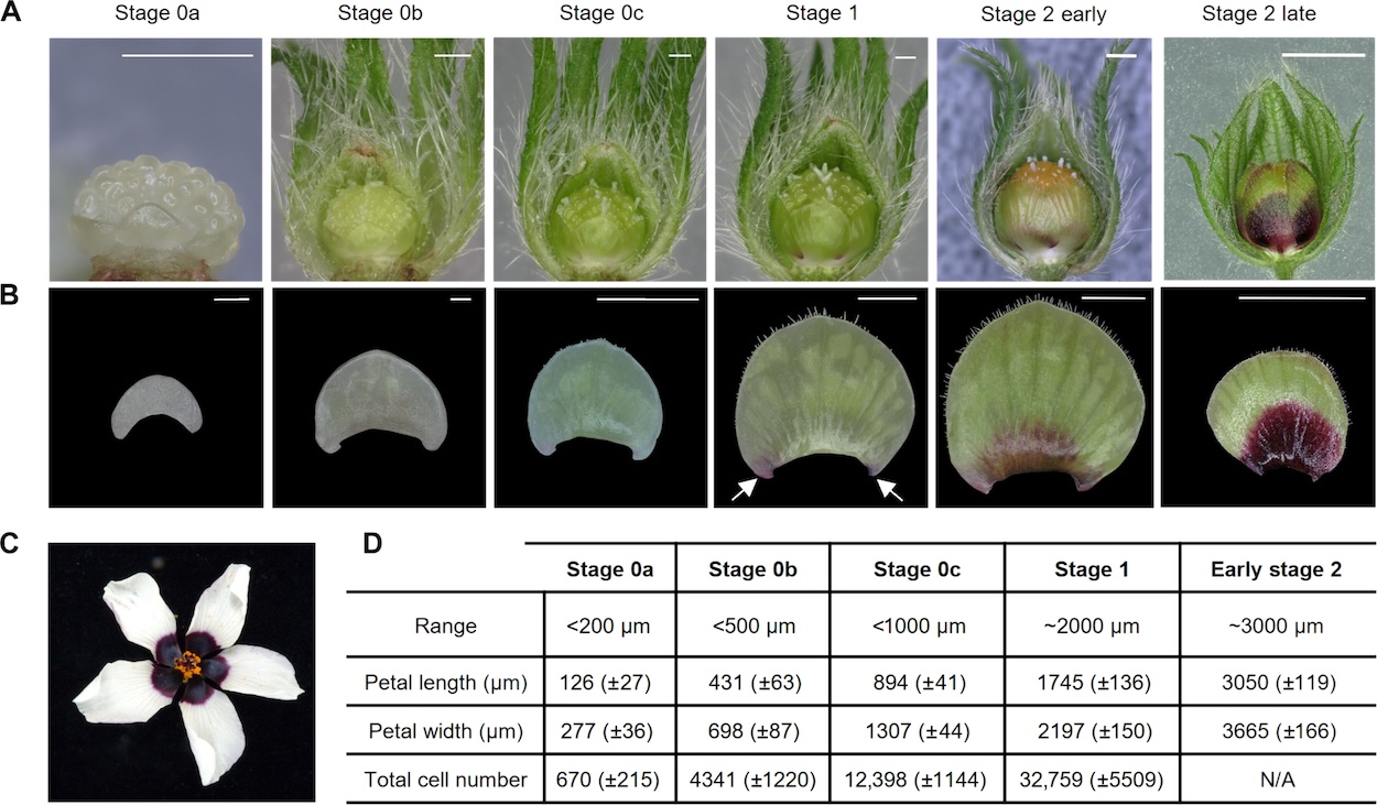 Desenvolvimento inicial da pétala de <i>Hibiscus trionum</i>. <b>(A) </b>Organização da pétala em botões florais variando do estágio 0a (S0a) ao estágio final 2 (S2L). As imagens capturam o lado abaxial da pétala. Barras de escala, 1 mm. <b>(B)</b> Estágios iniciais de desenvolvimento da epiderme da pétala adaxial, de S0a ao estágio final 2 (S2L). A pigmentação emerge em ambos os lados do primórdio da pétala no estágio 1 (S1), conforme indicado pelas setas. Barras de escala, 100 μm (S0a e S0b), 1 mm (S0c a S2E) e 5 mm (S2L). <b>(C) </b>Flor madura de <i>H. trionum</i> (estágio 5). <b>(D)</b> Critérios de classificação para primórdios de pétalas de <i>H. trionum</i>. A contagem total de células não foi avaliada em S2E, pois apenas a faixa central da pétala foi fotografada naquele estágio. n = 5 pétalas para cada estágio.