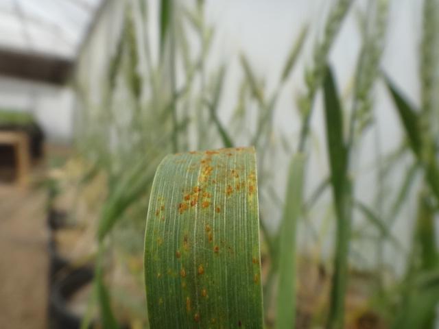 Control of wheat rust in different water regimes and simulated rainfall
