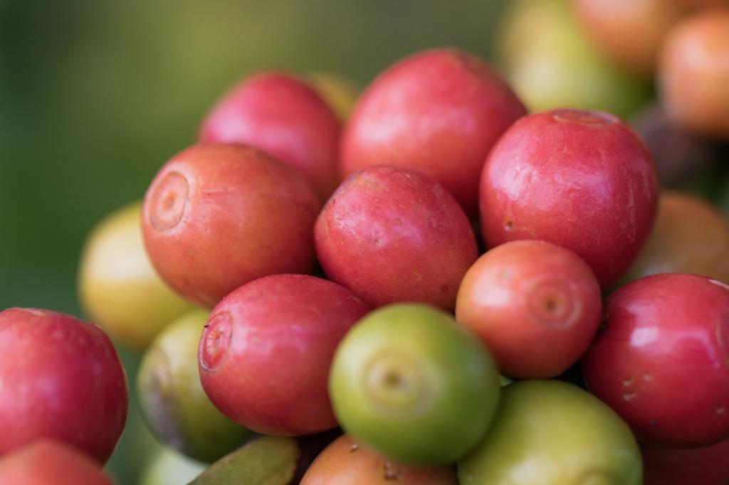 Técnicos da Conab pesquisam fechamento da safra 2019 de café em MG