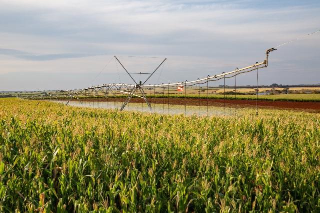 Irrigação possibilita cultivo de batata doce e ajuda agricultor a diversificar seus negócios