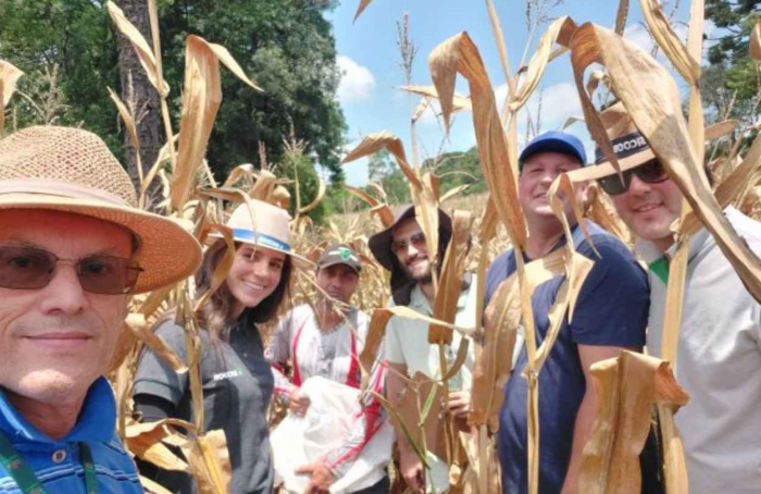 Giro da Safra vai avaliar a produtividade do milho em Santa Catarina