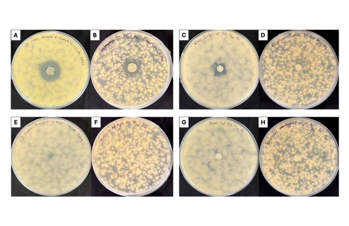 Endófito de trigo mostra ação antifúngica em plântulas
