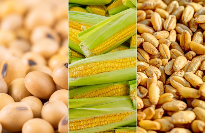 Produção de milho norte-americana está em linha com as expectativas do mercado, diz a Hedgepoint