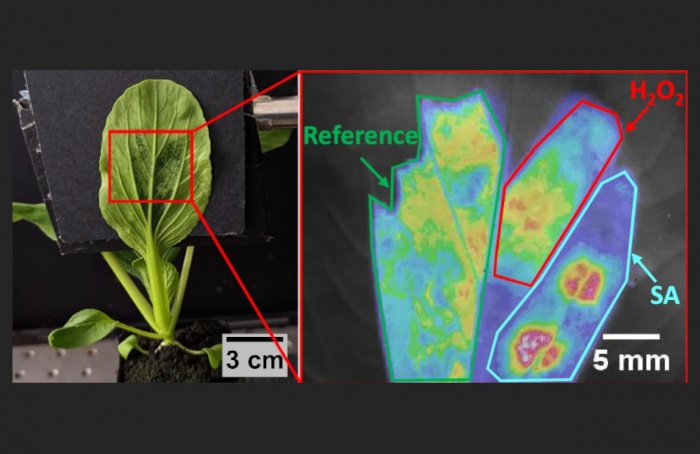 Sensores nanotecnológicos identificam estresse em plantas