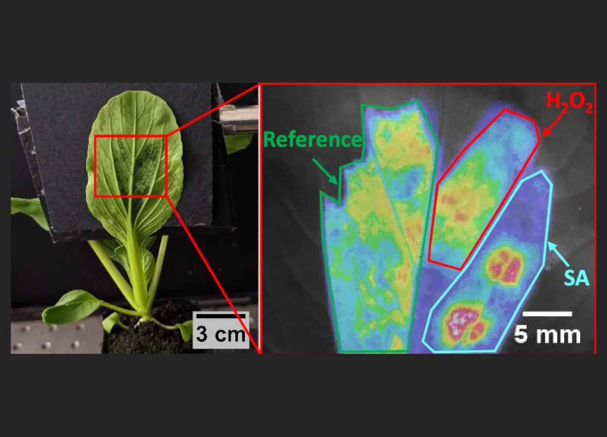 Nanotechnology sensors identify stress in plants