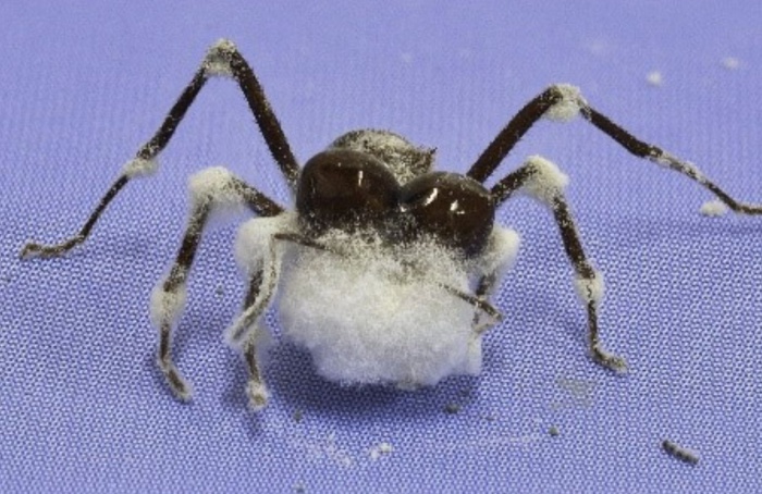Avanços em bioproteção impulsionam sustentabilidade no campo