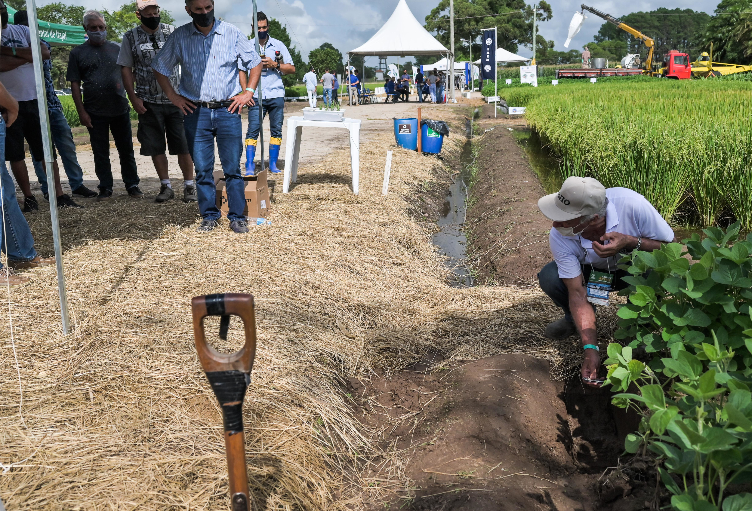 São esperadas cerca de 40 caravanas de produtores para a Abertura Oficial da Colheita do Arroz