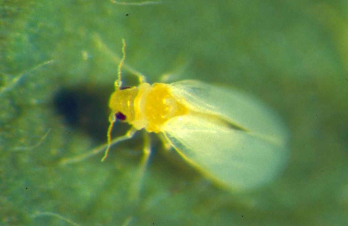 Fator CsZAT10 amplia resistência do pepino à mosca-branca