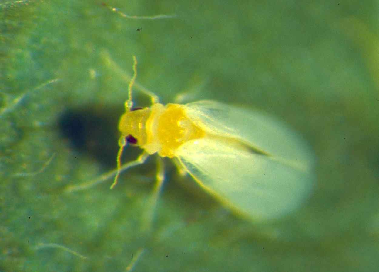 Proteína ativa rotas de defesa ligadas a ROS, ácido salicílico e jasmonato