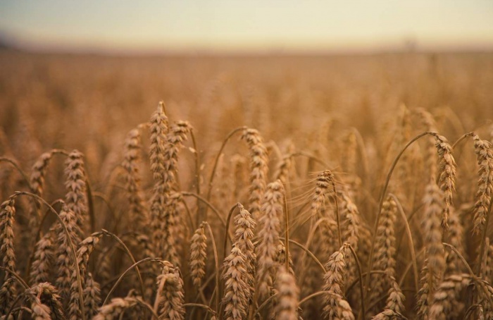 Produção de trigo no Brasil deve cair 2%, aponta StoneX