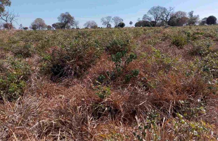 Manejo sustentável preserva porosidade do solo no Cerrado