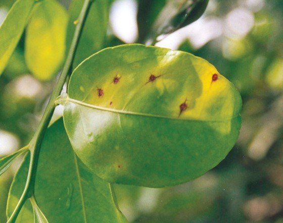 Folhas de citros são um dos principais alvos da mancha marrom de alternaria