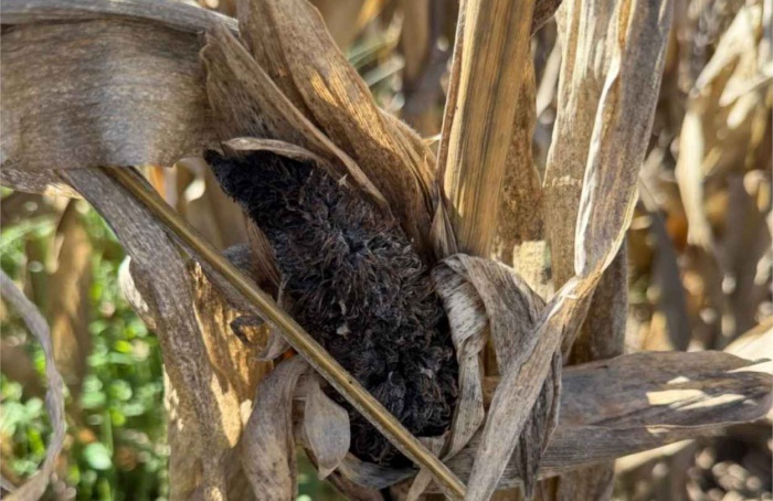 Carvão-do-topo volta com força no milho na Argentina
