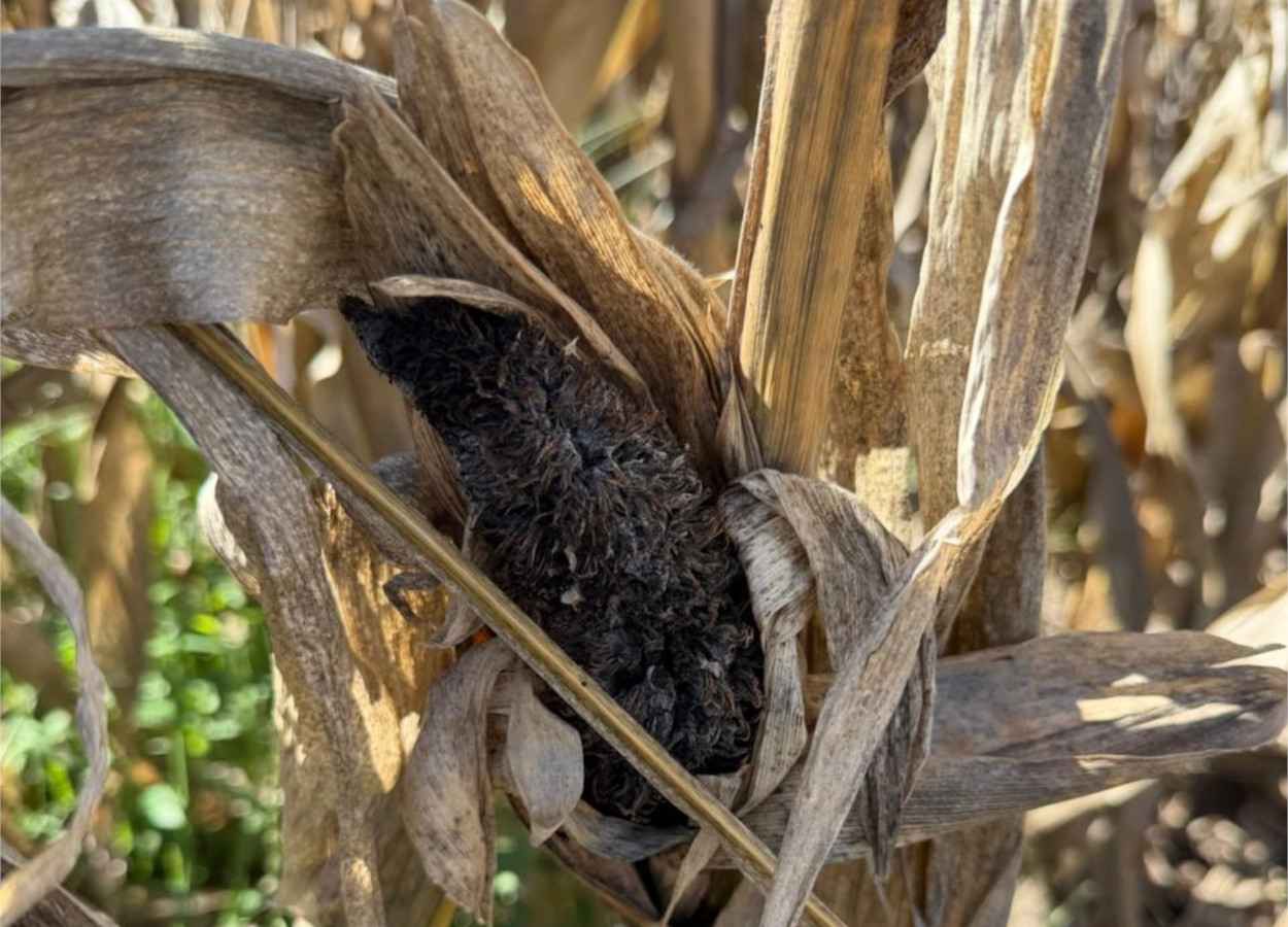 Carvão-do-topo volta com força no milho na Argentina