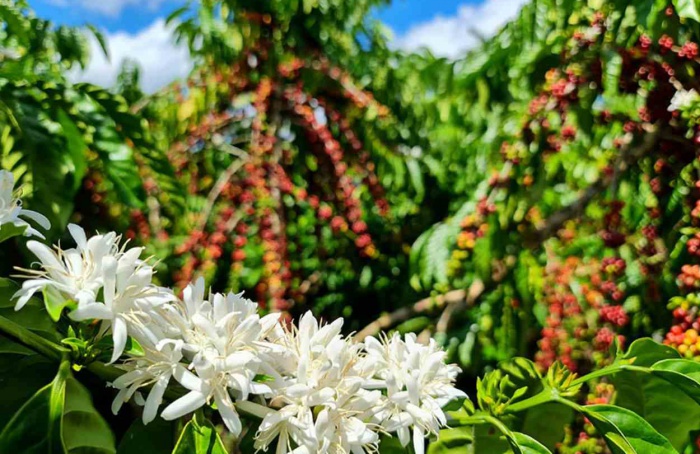 Estudo mostra café de Rondônia como aliado do clima