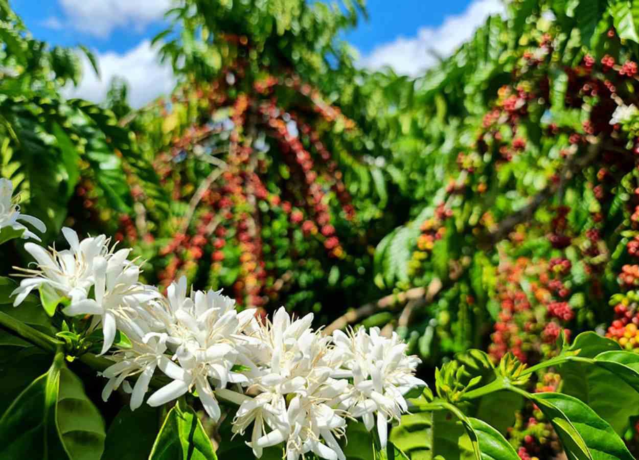 Estudo mostra café de Rondônia como aliado do clima