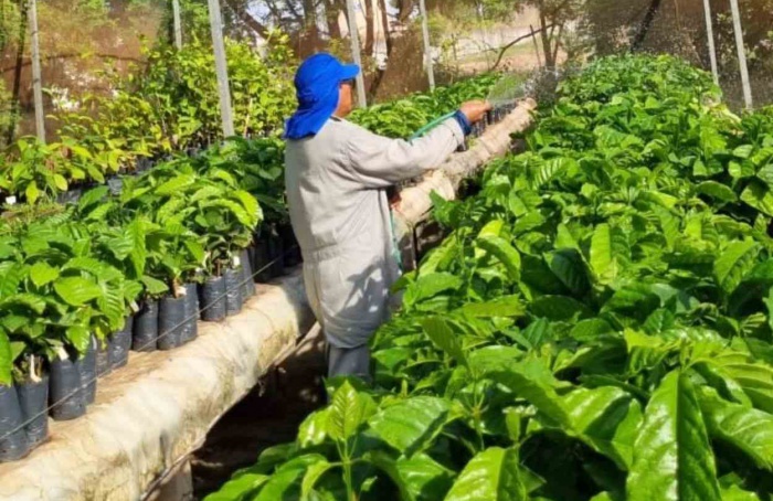 Embrapa aprova projeto para estudar o desempenho de clones de café canéfora em Roraima e no Amazonas