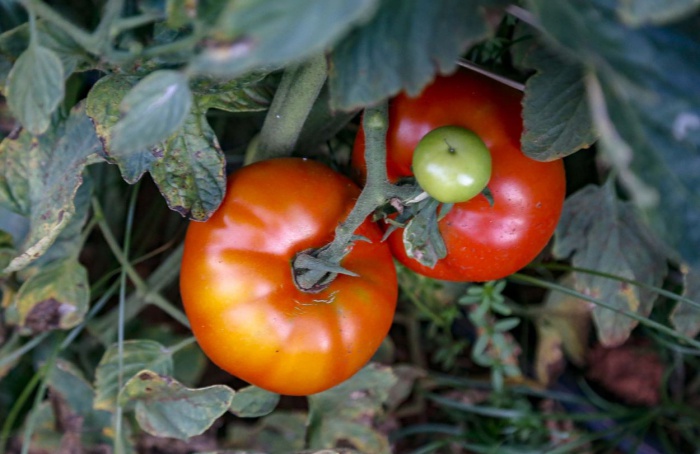 PR Safra 2024/25: clima e pragas afetam tomate de 2ª safra