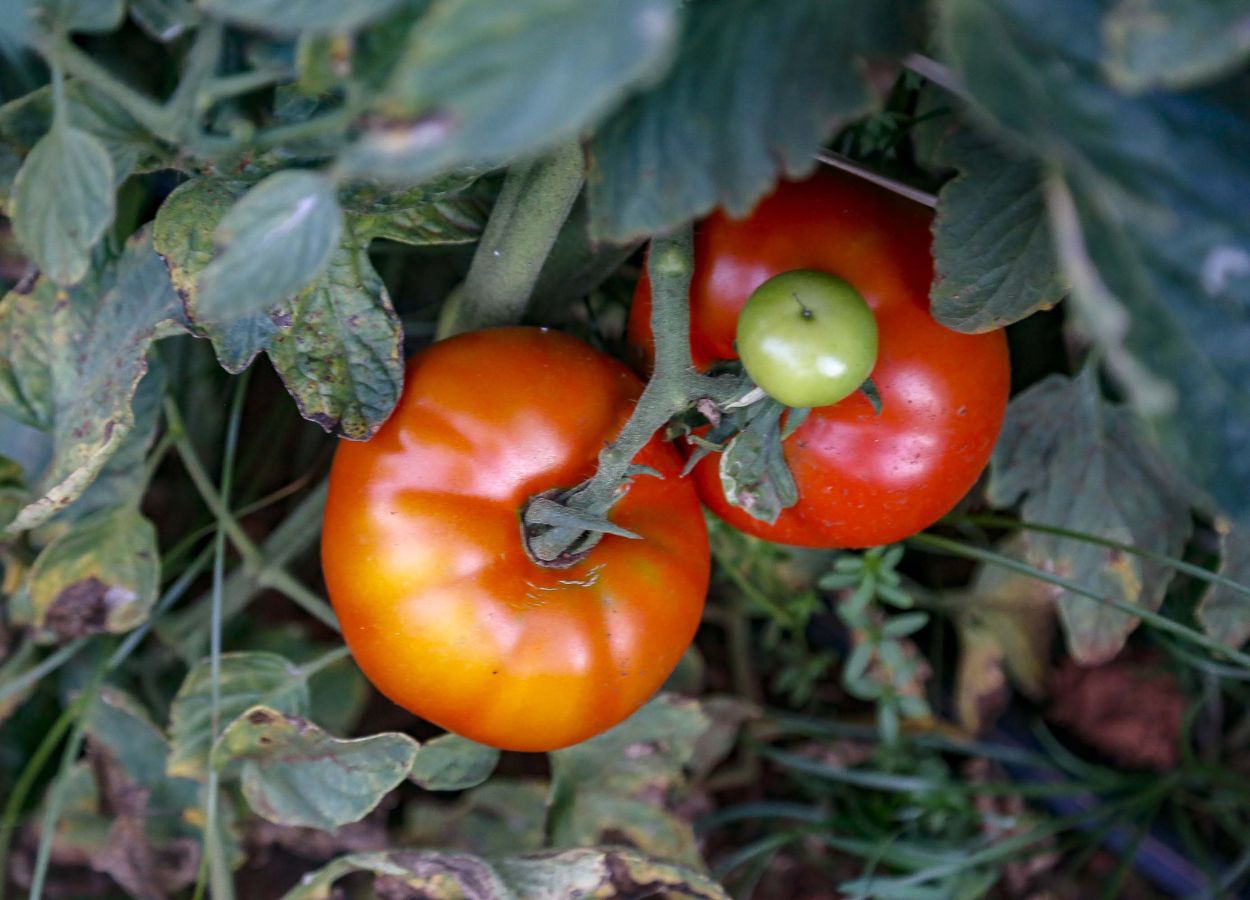 PR Safra 2024/25: clima e pragas afetam tomate de 2ª safra