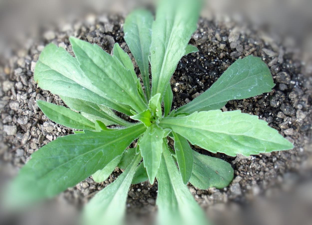 Resistência múltipla em Conyza bonariensis pressiona manejo