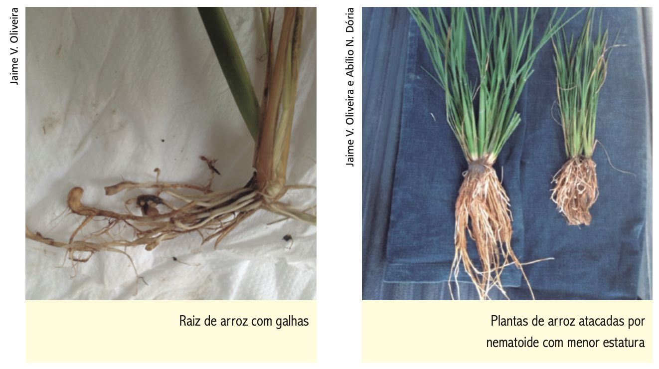 Nematoide-das-galhas Torna-se Problema Em Lavouras De Arroz Irrigado ...