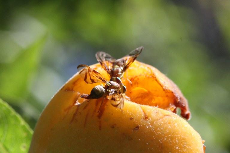 Fruticultura brasileira ganha mais um aliado no combate à mosca das frutas