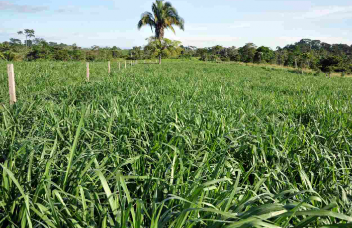 Cultivar de capim mostra bom desempenho ao anteceder a soja