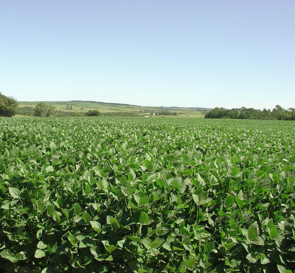 Bunge lança aplicativo de sustentabilidade para produtores rurais