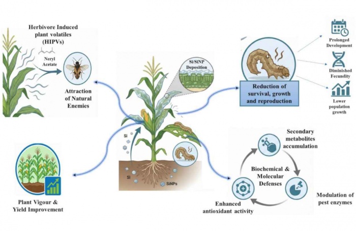 Silício e nanosilício avançam no controle da lagarta-do-cartucho