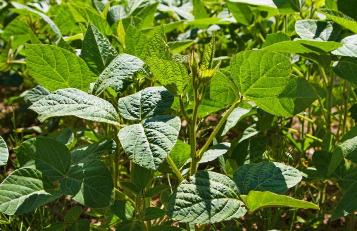 El Niño pode impactar R$ 33 bilhões no VBP da soja