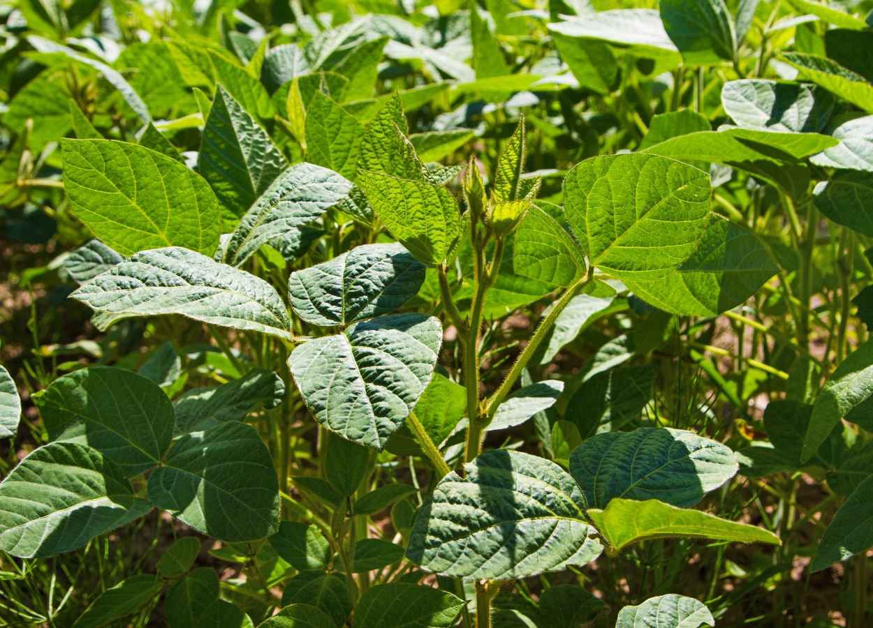 El Niño pode impactar R$ 33 bilhões no VBP da soja