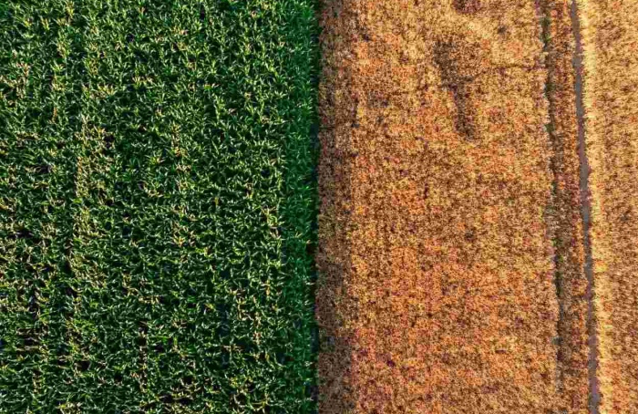 Trigo encerra semeadura e colheita do milho avança no Brasil
