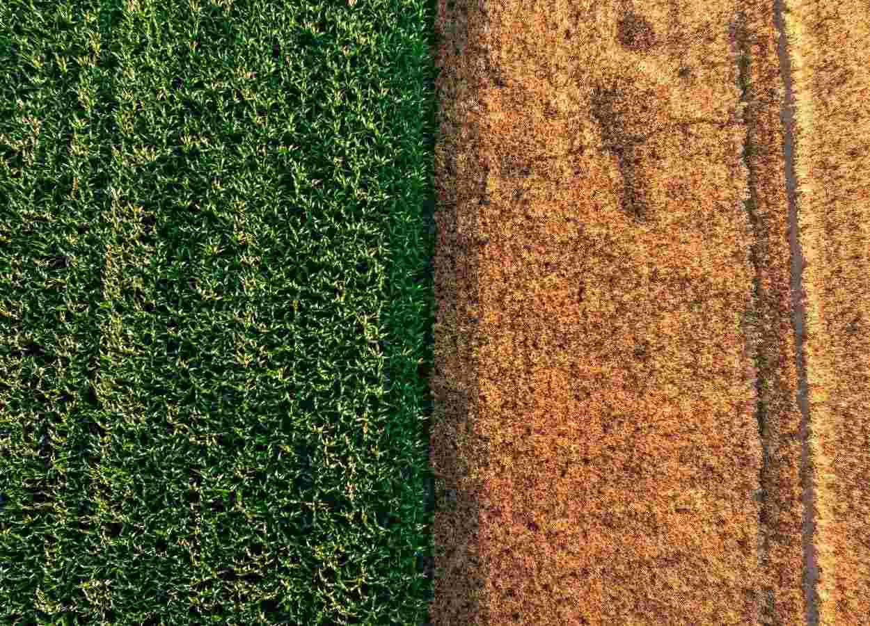 Trigo encerra semeadura e colheita do milho avança no Brasil