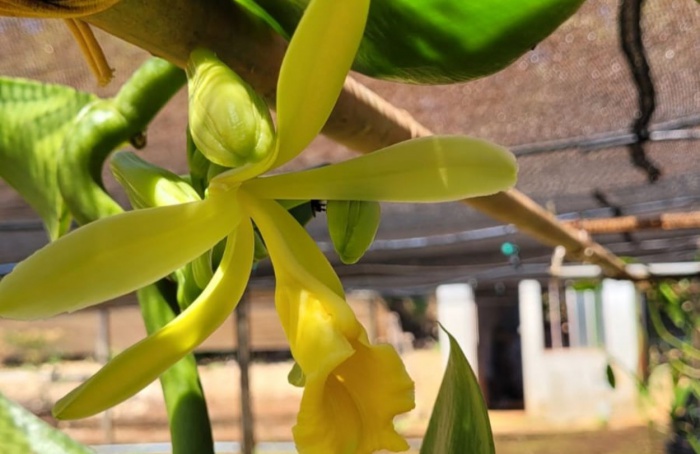 Baunilhas da Embrapa Cerrados têm sua primeira floração