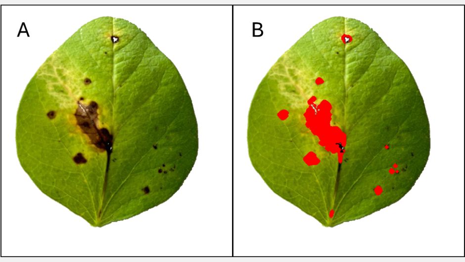 Figura 6: A) imagens com o fundo segmentado; B) leitura de área infectada