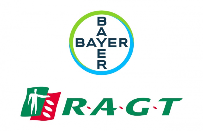 Bayer e RAGT apostam em trigo híbrido