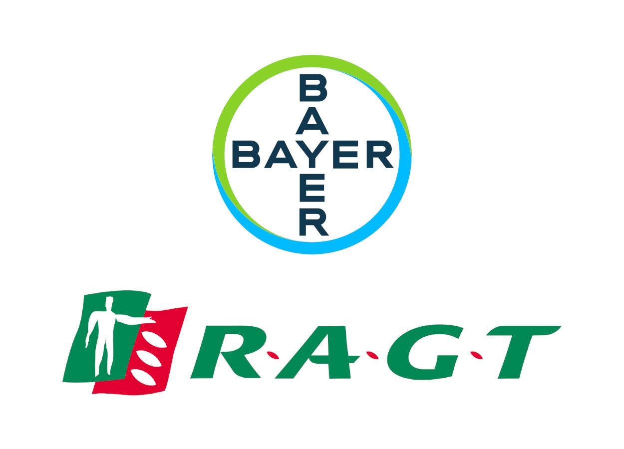 Bayer e RAGT apostam em trigo híbrido