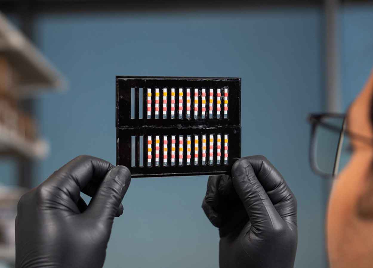 Biossensor de papel detecta milho e soja transgênicos em campo