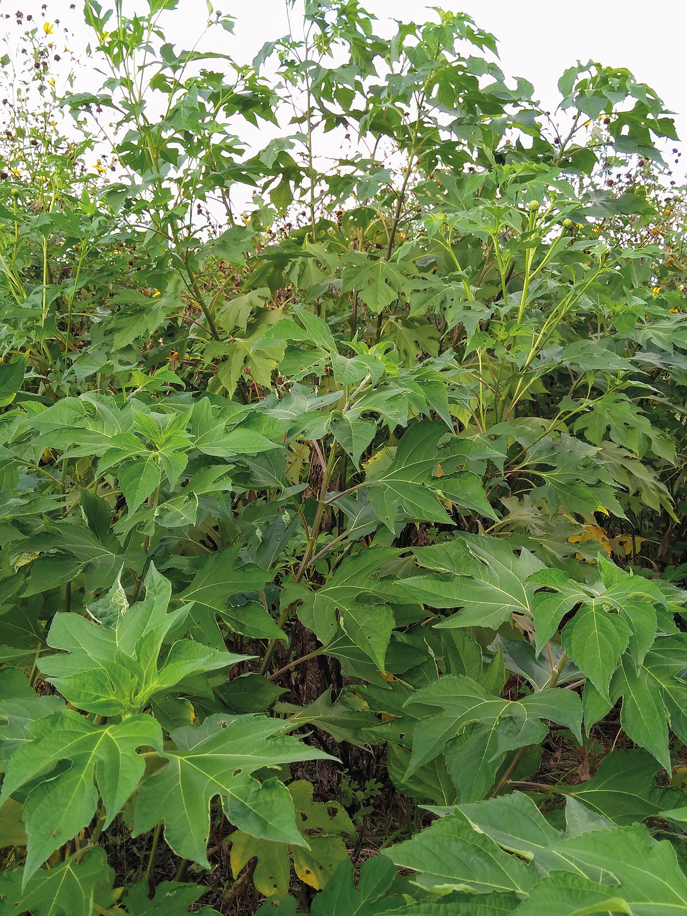 Folhas de Tithonia diversifolia apresentam alta concentração foliar de nitrogênio, fósforo e potássio.