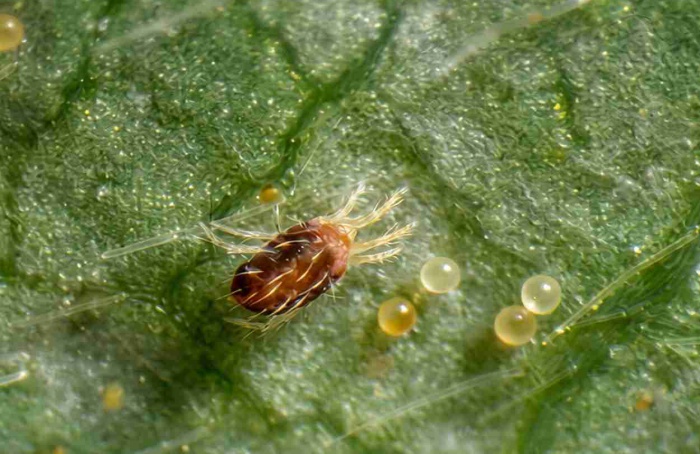 Ácaro-rajado entra em diapausa em regiões tropicais do Brasil