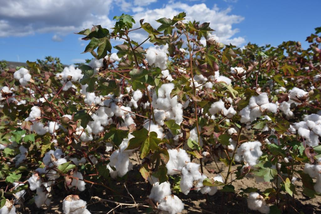 Ubyfol desenvolve tecnologia para enchimento de maças do algodoeiro