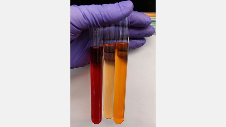 Frações do extrato bruto do fungo Fusarium