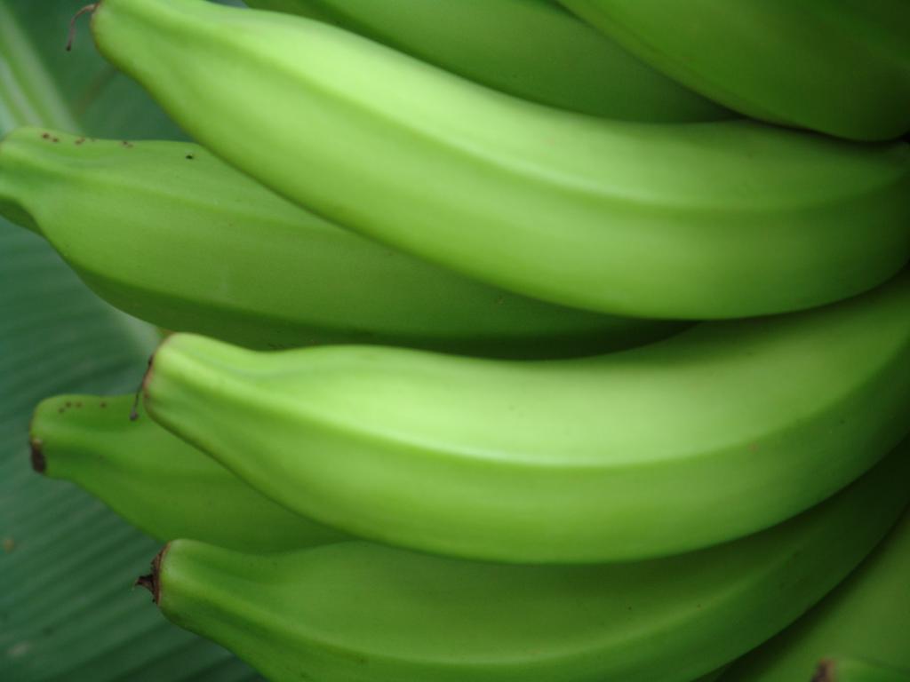 EPAMIG e Embrapa publicam técnicas de irrigação para bananeira