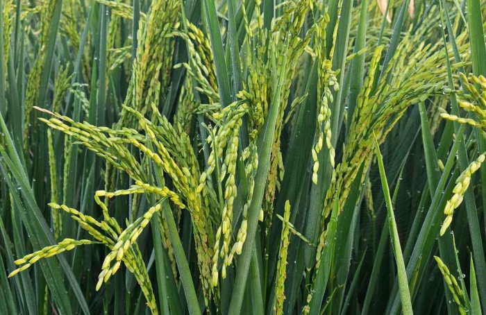 Rentabilidade do agro gaúcho perde força em maio