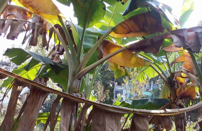 Bactéria reduz murcha de Fusarium em bananeira